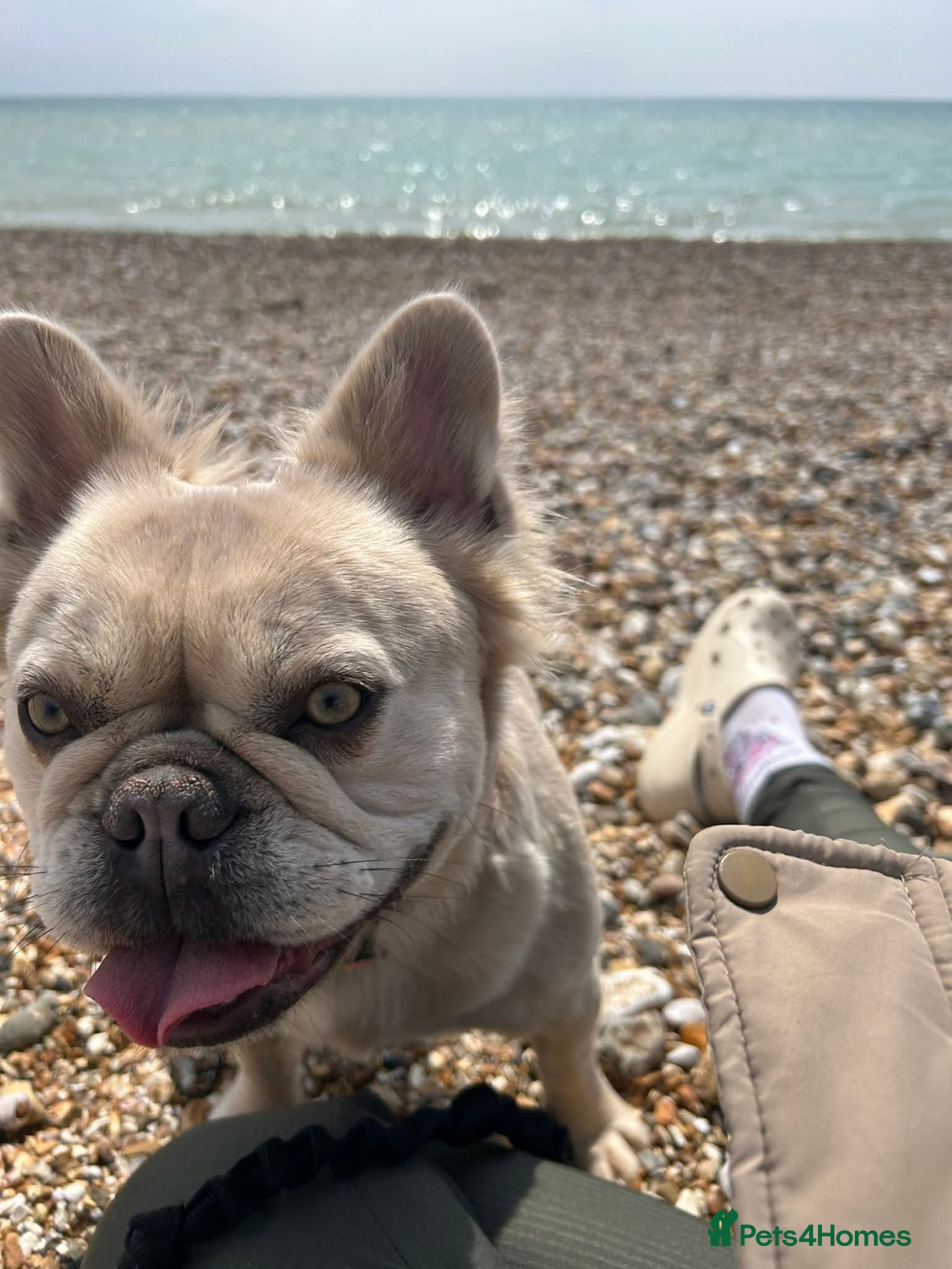 French Bulldog dogs Kennel club Fluffy frenchie female available  - Advert 1