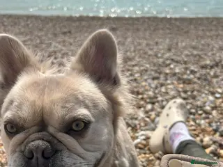 French Bulldog dogs Kennel club Fluffy frenchie female available - Advert 1