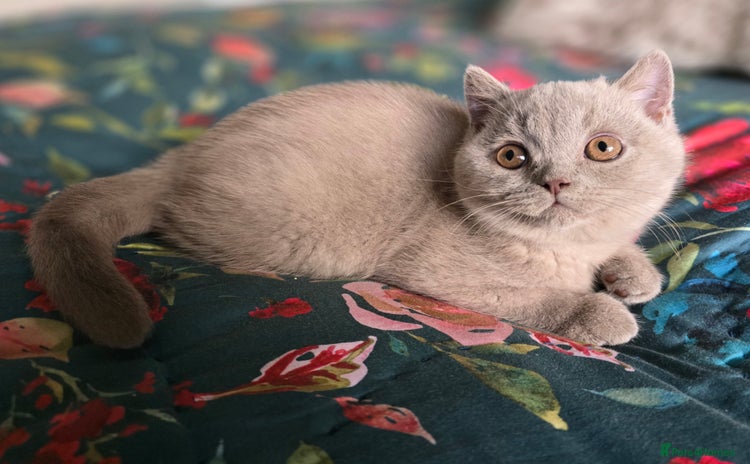British Shorthair cats - Advert 1