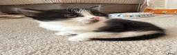 Mixed Breed cats for sale: Kittens available  - Advert 18