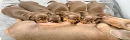 Miniature Dachshund dogs for sale: Chocolate & tan short hair miniature dachshund  - Advert 12