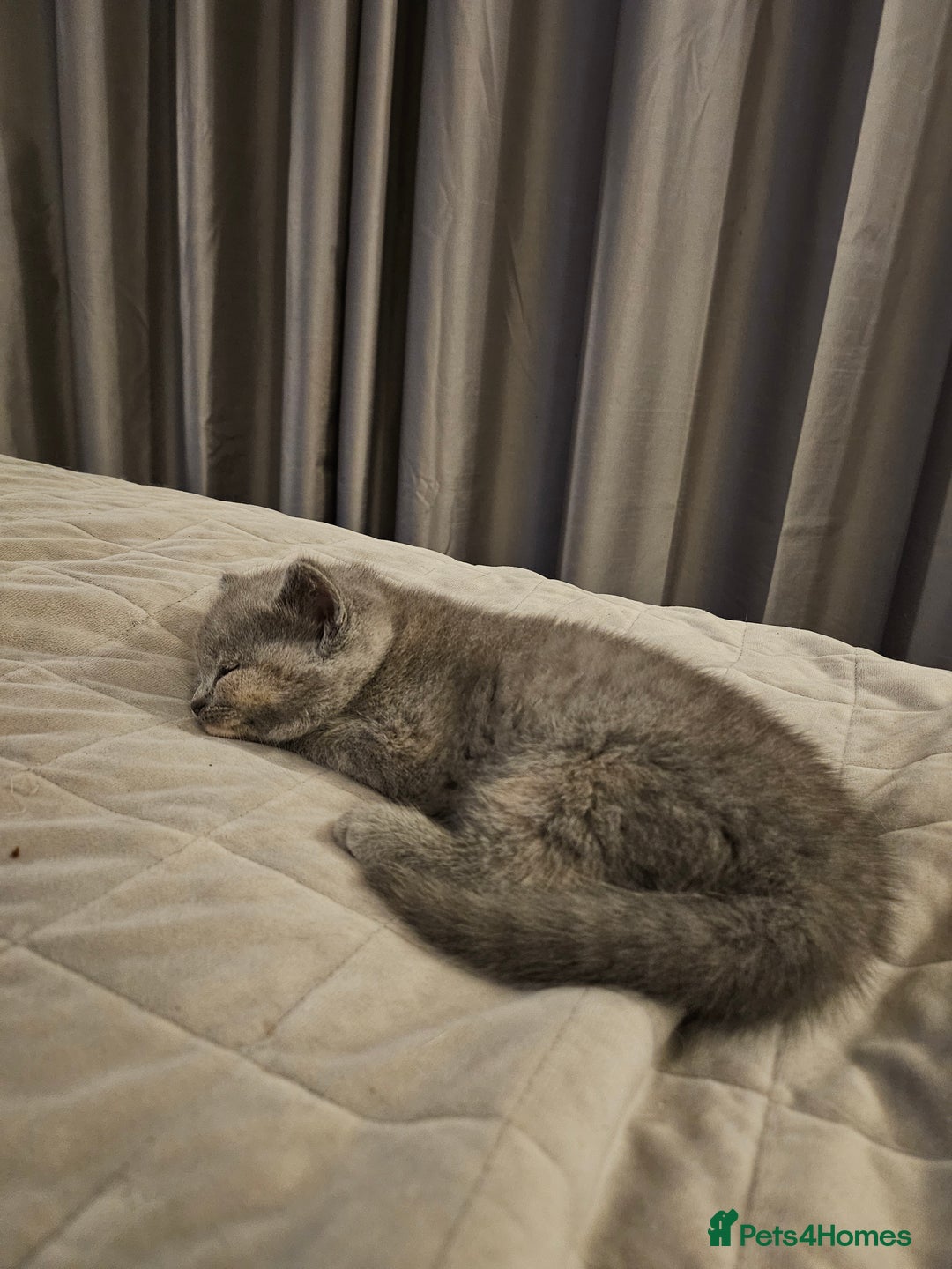 British Longhair cats for sale: BLH and BSH - Advert 18