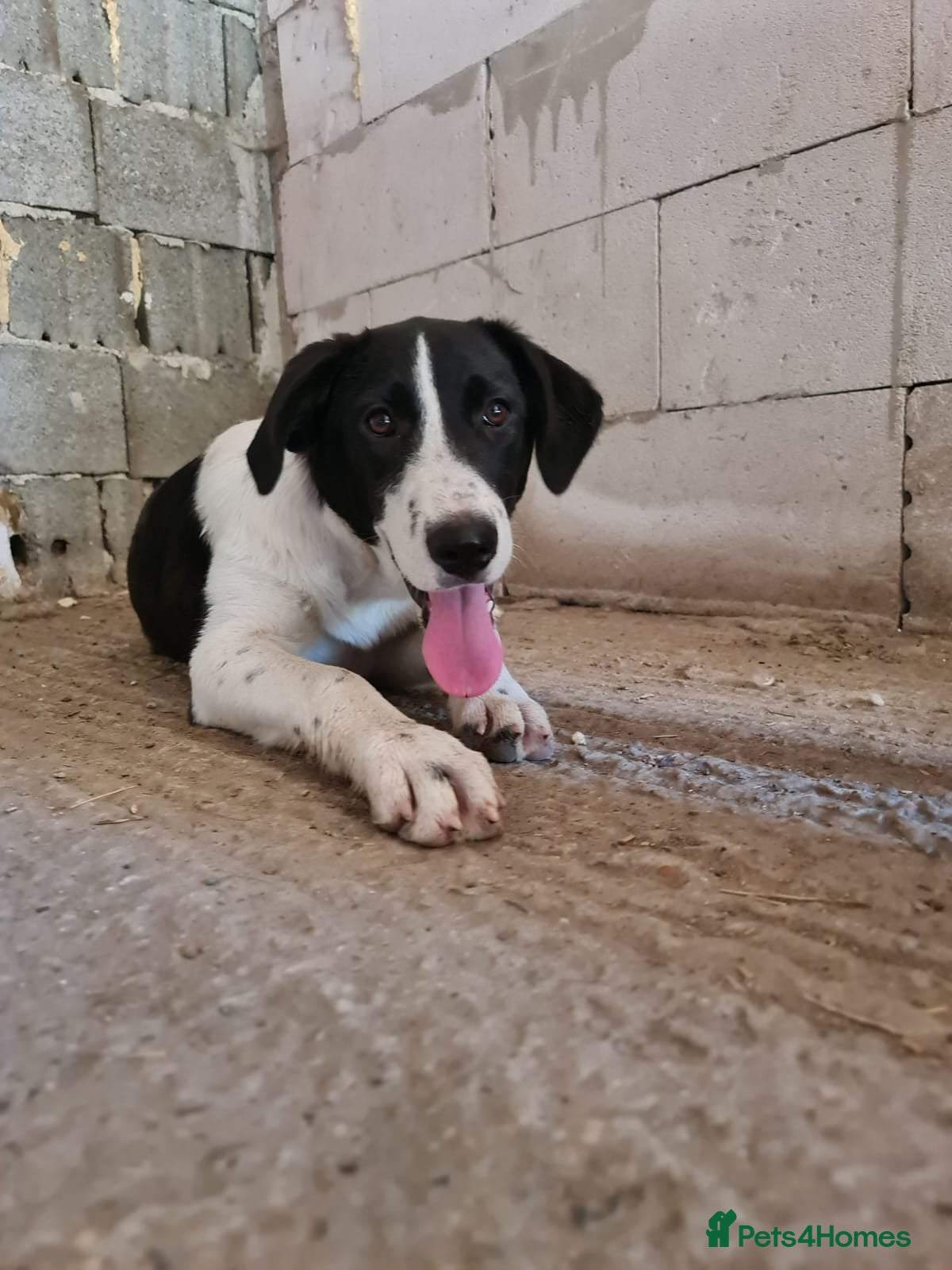 Mixed Breed dogs 🐾 Meet Nala 🐾 - a loyal girl - for a Loving Home - Advert 2