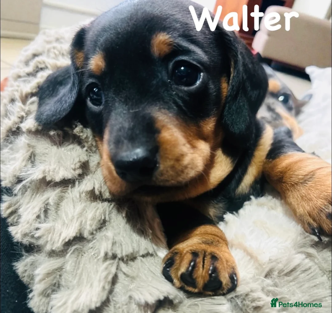 Miniature Dachshund dogs for sale: OUTSTANDING INSTAGRAM MINI DACHSHUNDS  - Advert 28