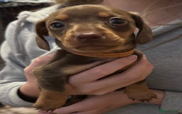 Miniature Dachshund dogs for sale: Gorgeous Miniature Dachshund Puppies!! - Image 5