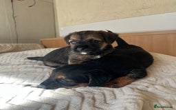 Border Terrier dogs for sale: Border Terrier Puppies - Ready now 🐾  - Image 31