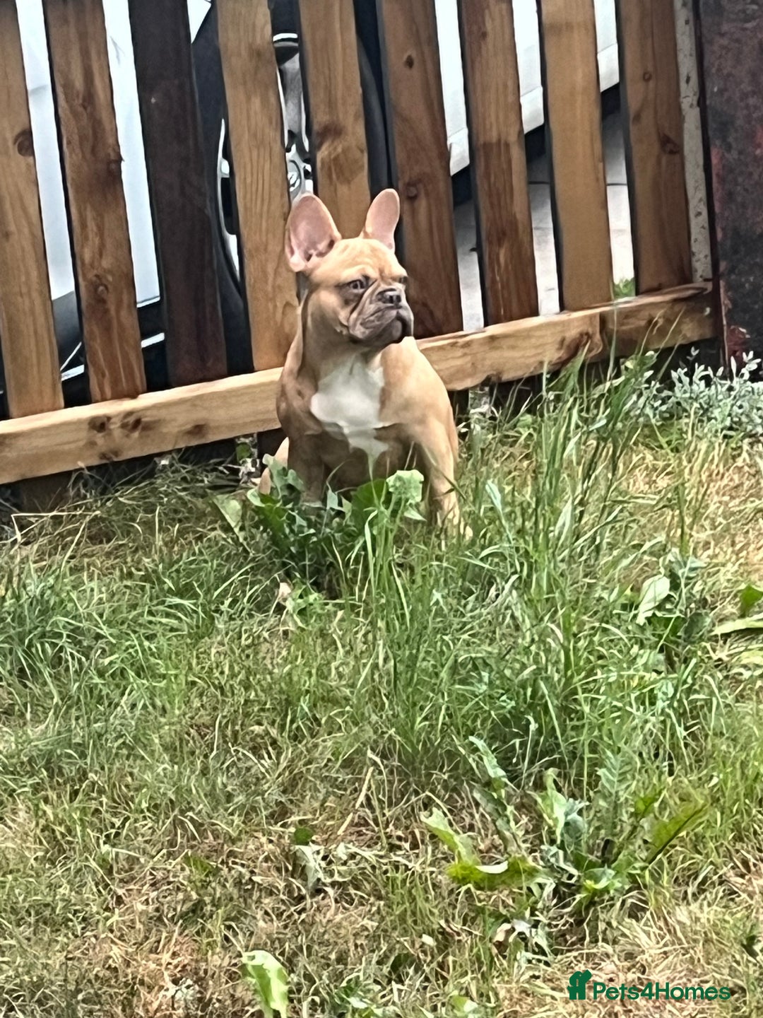French Bulldog dogs for sale: Milo, Lovable boy Frenchie, amazing price 💫 - Image 2