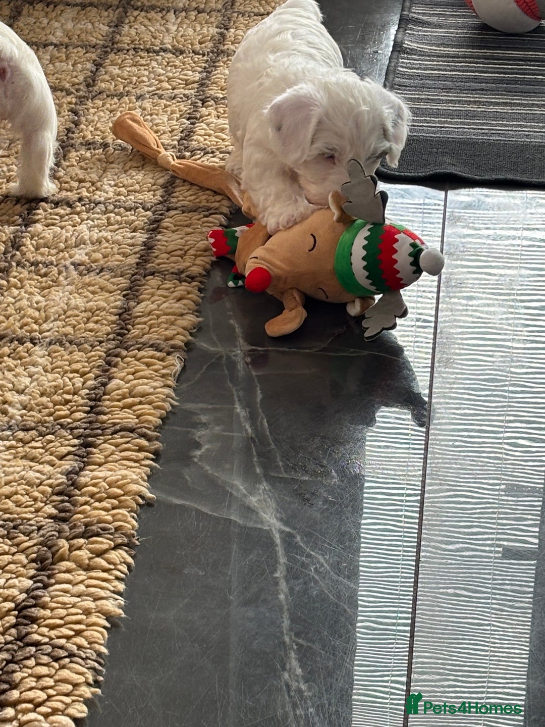 Sealyham Terrier dogs for sale: Stunning Sealyham Terriers  - Advert 16