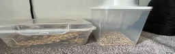 Budgerigars birds for sale: 2 beautiful baby budgies for sale in Stoke-on-Trent - Advert 6