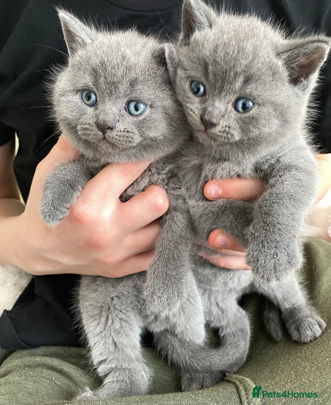 British Shorthair cats for sale: Four adorable pedigree British shorthair kittens  in London - Advert 2