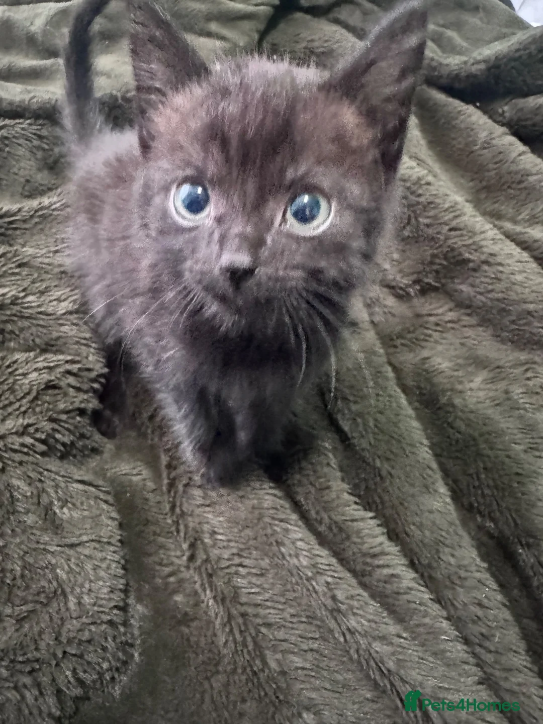 Mixed Breed cats for sale: 6 nearly 8 week old kittens  in High Wycombe - Advert 10