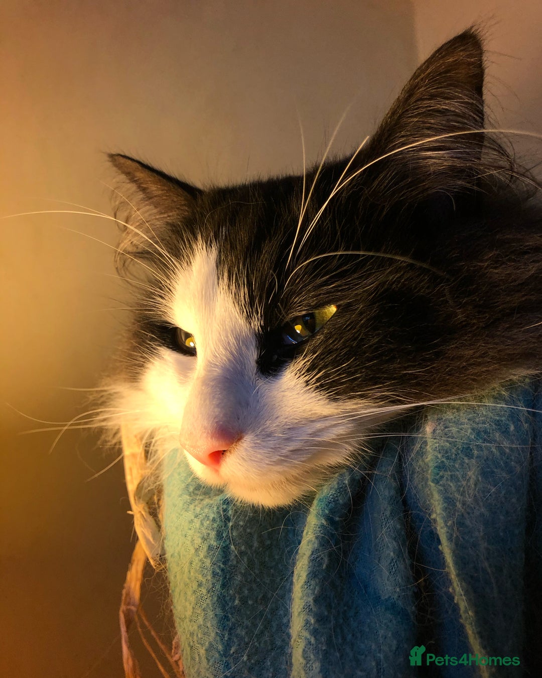Norwegian Forest Cat cats for sale: Cuddly male Norwegian looking for forever home - Image 10