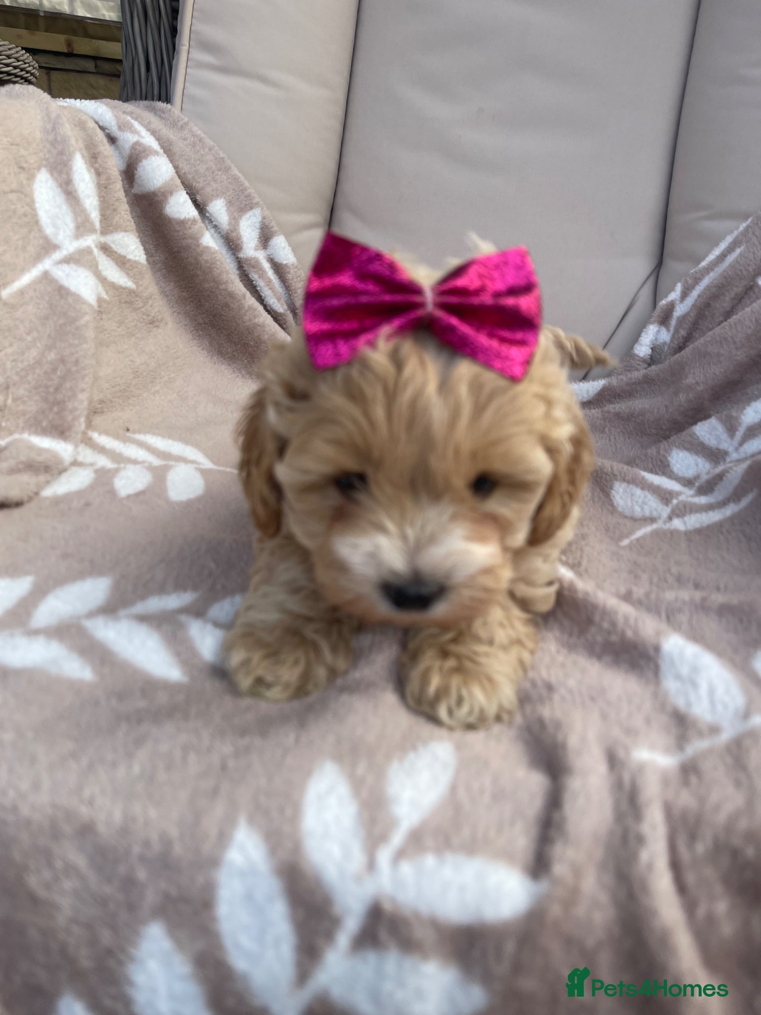 Maltipoo dogs Maltipoos - Advert 2