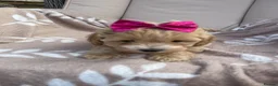 Maltipoo dogs for sale: Maltipoos - Advert 3