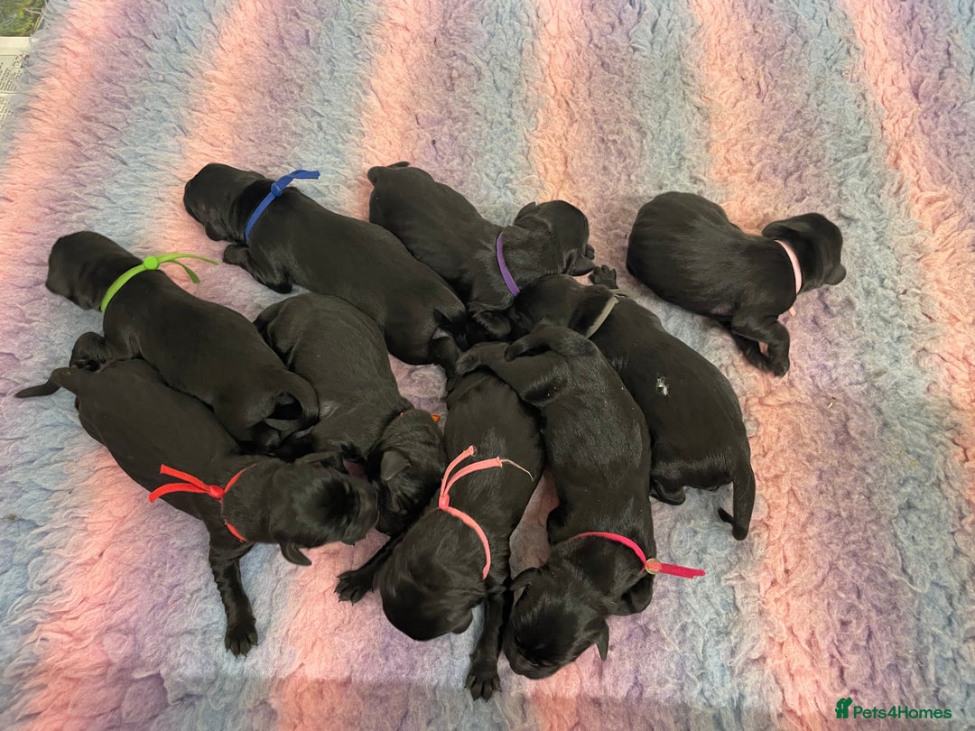 Labrador Retriever dogs for sale: working male black lab puppies  - Image 12