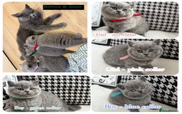 British Shorthair cats for sale: Adorable British Shorthair - Image 1