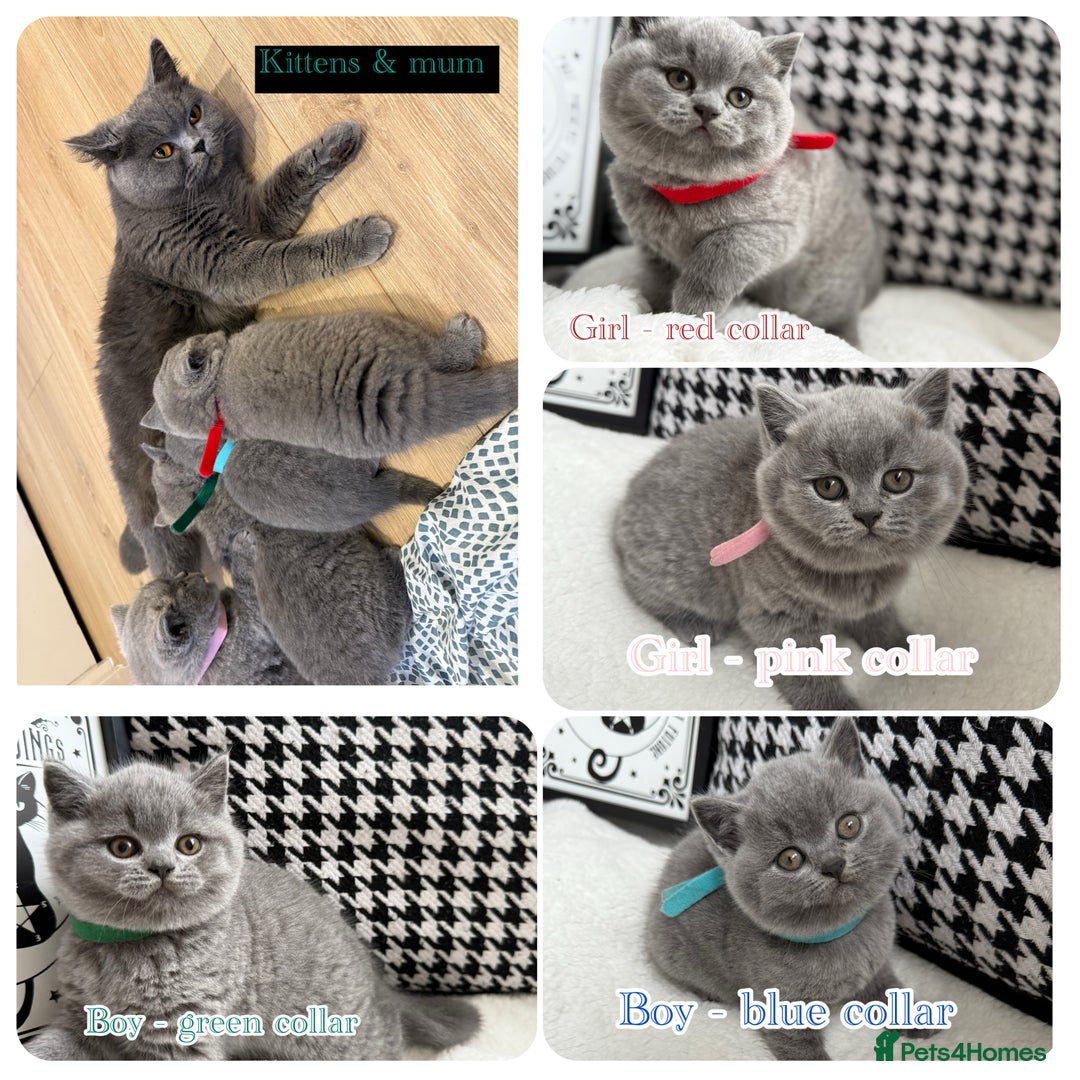 British Shorthair cats for sale: Adorable British Shorthair - Image 1