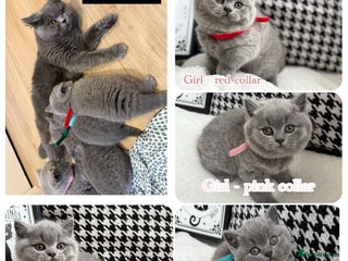 British Shorthair cats - Advert 1