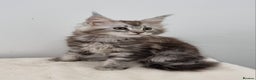 Maine Coon cats for sale: Pedigree Maine Coon Kittens for sale  - Advert 10