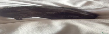 Domestic Shorthair 3