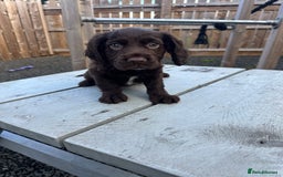 Cocker Spaniel dogs for sale: Ready to leave, Last Chocolate Boy Working Cocker  - Image 3