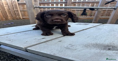 Cocker Spaniel dogs - Advert 10