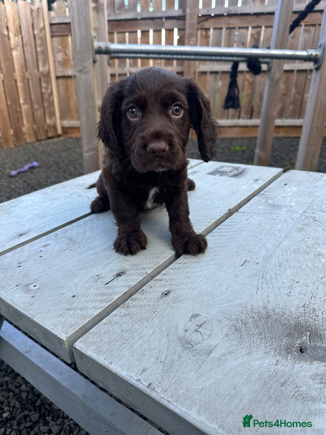 Cocker Spaniel dogs for sale: Ready to leave, Last Chocolate Boy Working Cocker  - Image 3
