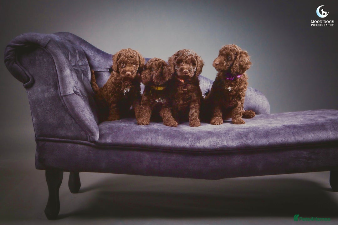 Cockapoo dogs for sale: **Ready Now**Miniature F1B Cockapoos  - Image 12