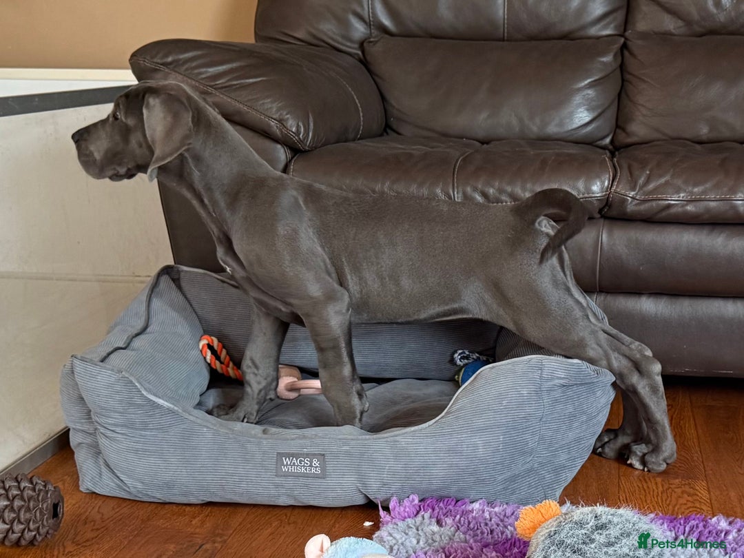 Great Dane dogs for sale: Beautiful Blue bred for Health and Temperament  in Worksop - Image 12