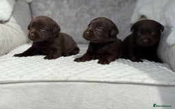 Labrador Retriever dogs for sale: Stunning chocolate Labrador’s with silver jeans  - Image 16