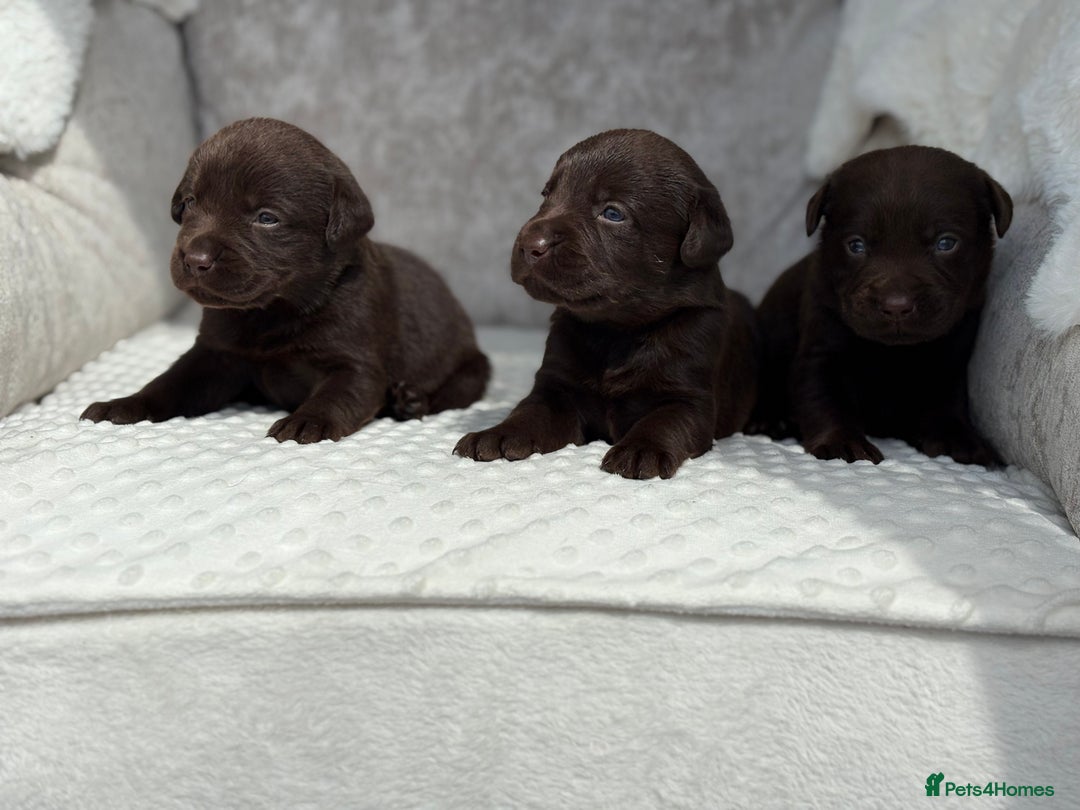 Labrador Retriever dogs for sale: Stunning chocolate Labrador’s with silver jeans  - Image 16