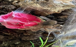 Tarantulas invertebrates for sale: Tarantula  - Image 2