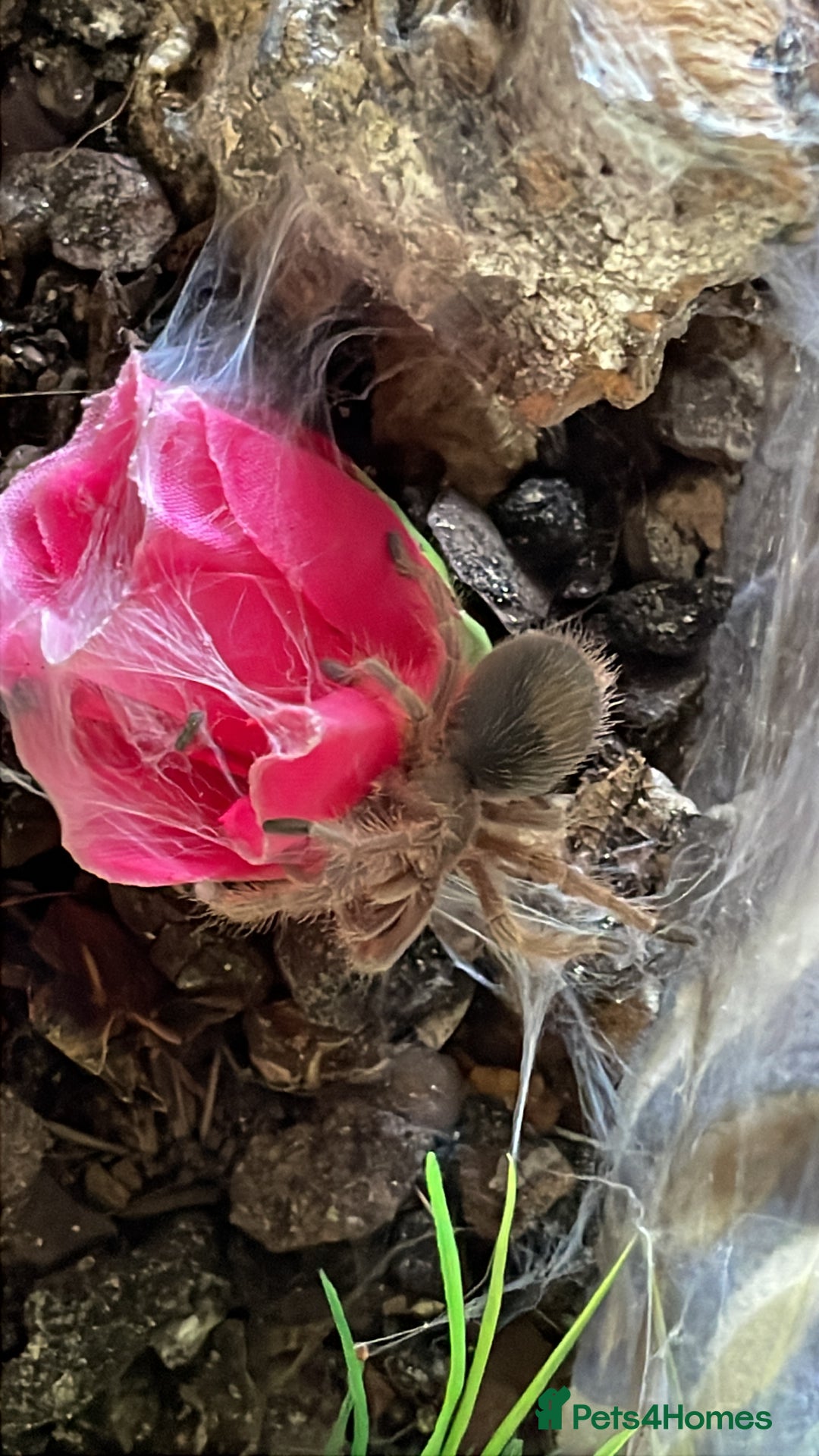Tarantulas invertebrates for sale: Tarantula  - Image 2