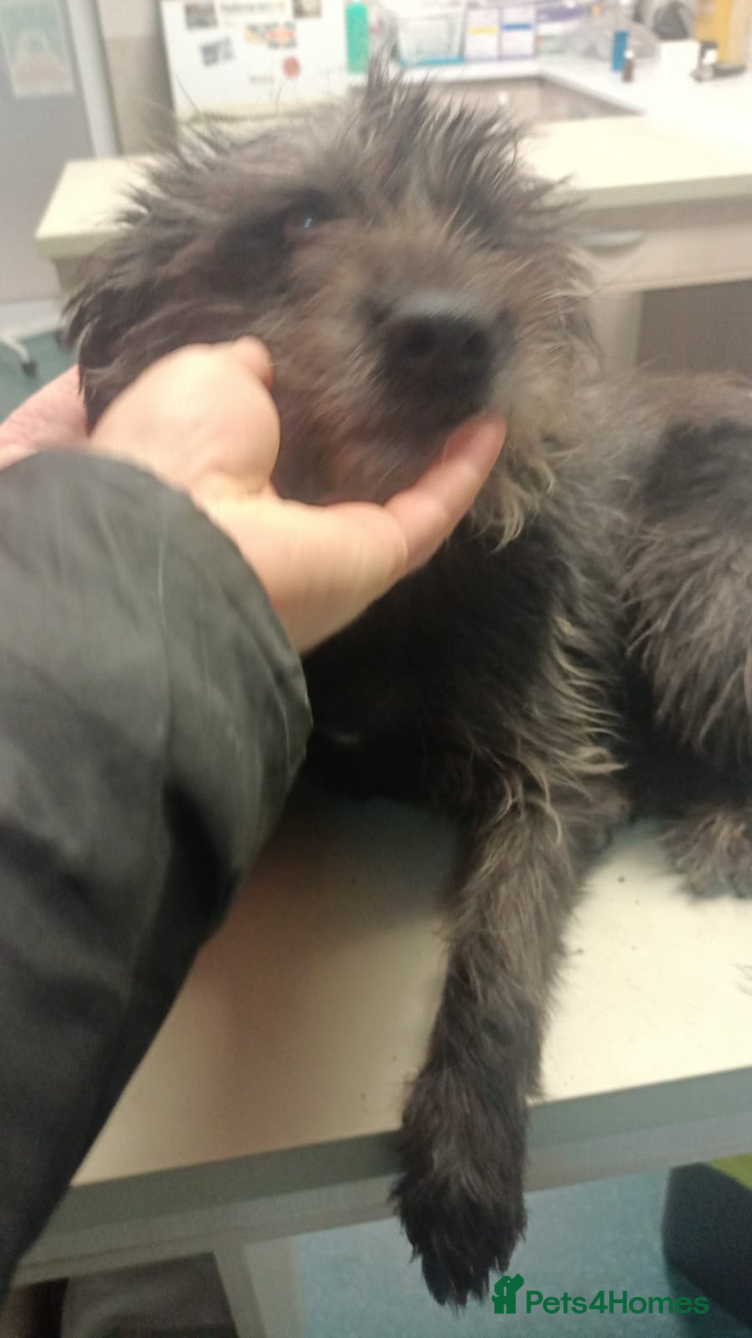 Mixed Breed dogs for adoption: ROCKY – Gentle, Resilient & Ready for Love 🐾 - Advert 13