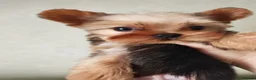 Yorkshire Terrier dogs for sale: The last boy waiting for you - Advert 15