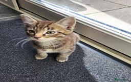 Mixed Breed cats for sale: Adorable kitten's  - Image 2
