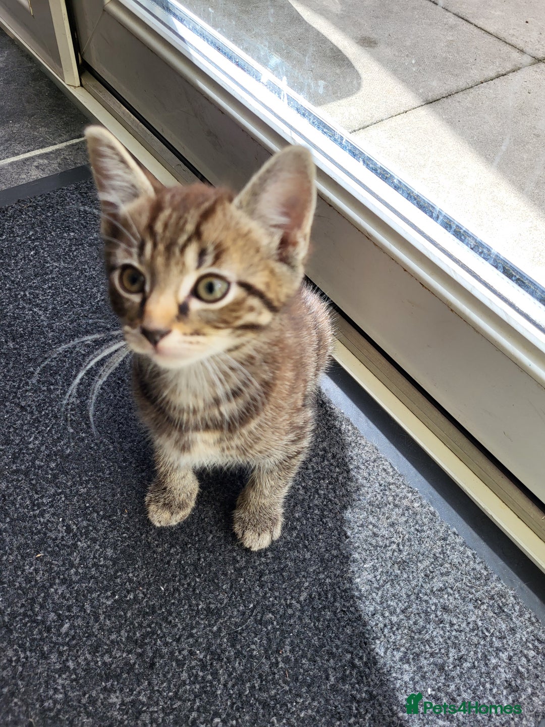 Mixed Breed cats for sale: Adorable kitten's  - Image 2