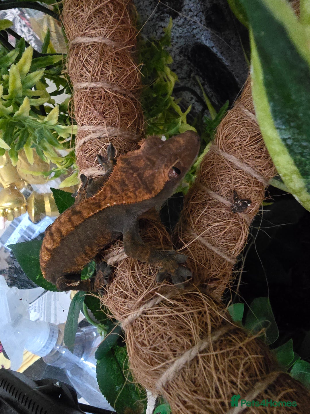 Gecko reptiles for sale: Crested Gecko and Tank  - Image 4