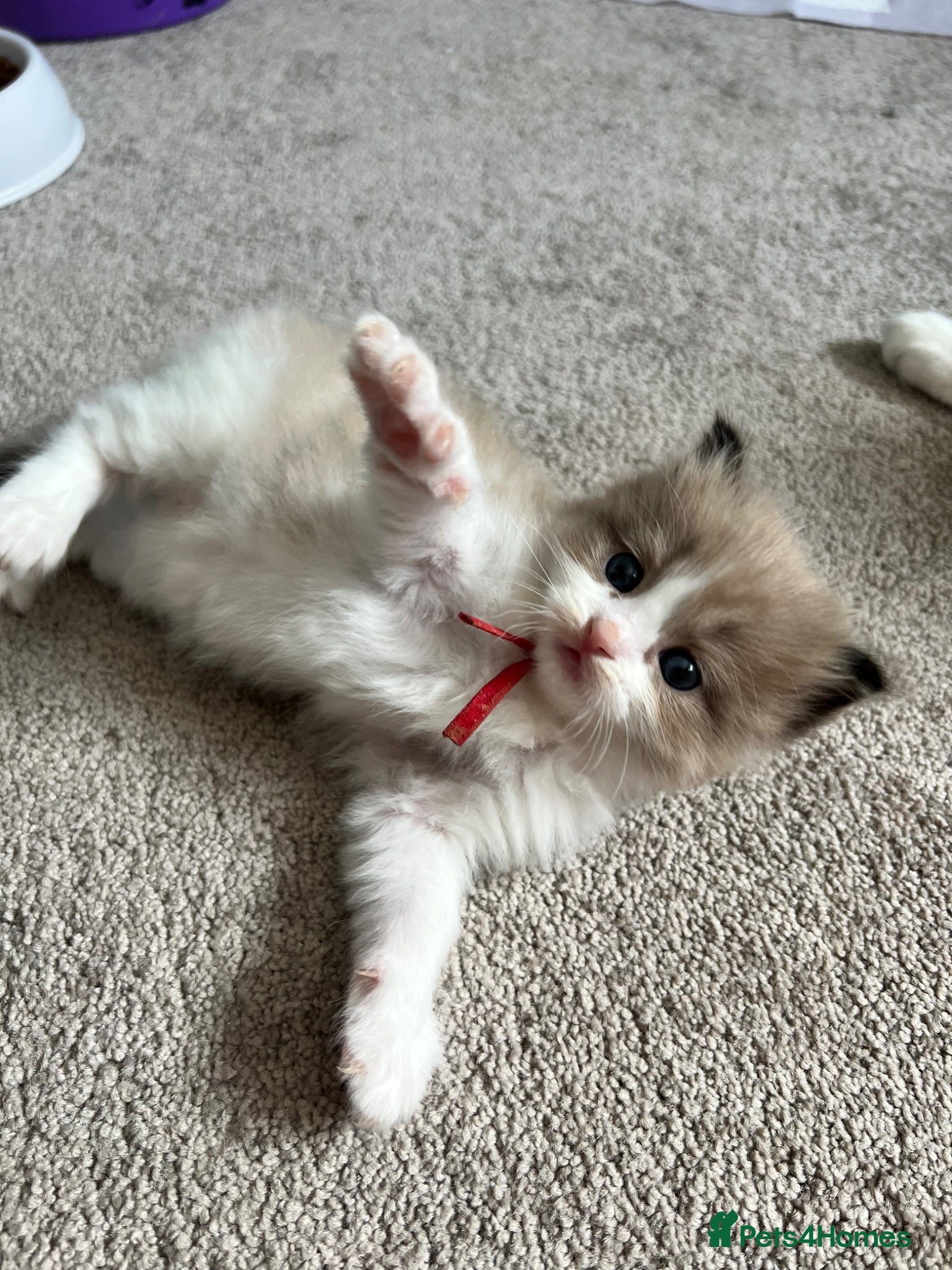 Ragdoll cats CollieKiss Ragdolls – Beautiful TICA Registered - Advert 1