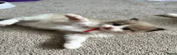 Ragdoll cats for sale: CollieKiss Ragdolls – Beautiful TICA Registered - Advert 33