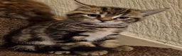 Maine Coon cats for sale: Gorgeous Maine Coon Cross BSH Kittens for Sale - Advert 13