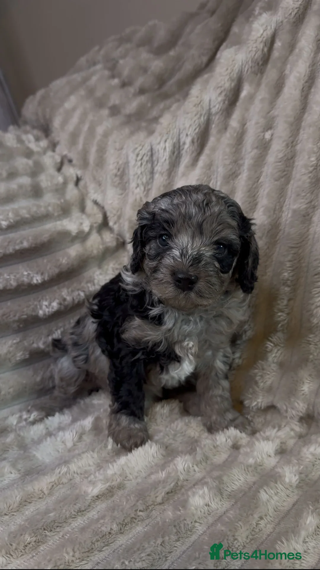 Miniature Poodle dogs for stud: Chocolate Merle Miniature Poodle for stud in Warrington - Advert 36