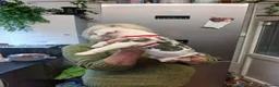 American Bully dogs for sale: American bully puppies  in Worcester - Advert 9