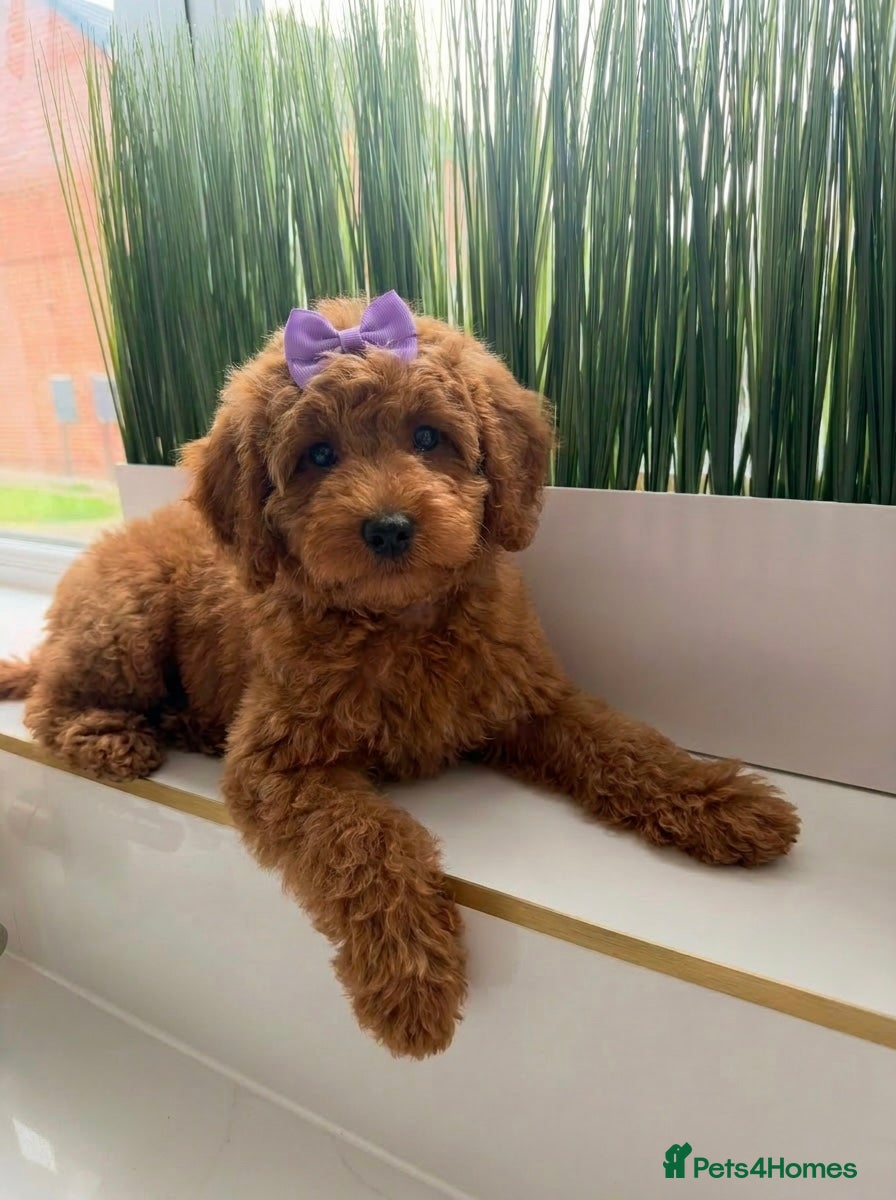 Australian Labradoodle dogs 🌟 READY TO LEAVE  on 3rd June 🌟  - Advert 2