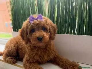 Australian Labradoodle dogs 🌟 READY TO LEAVE on 3rd June 🌟 - Advert 2
