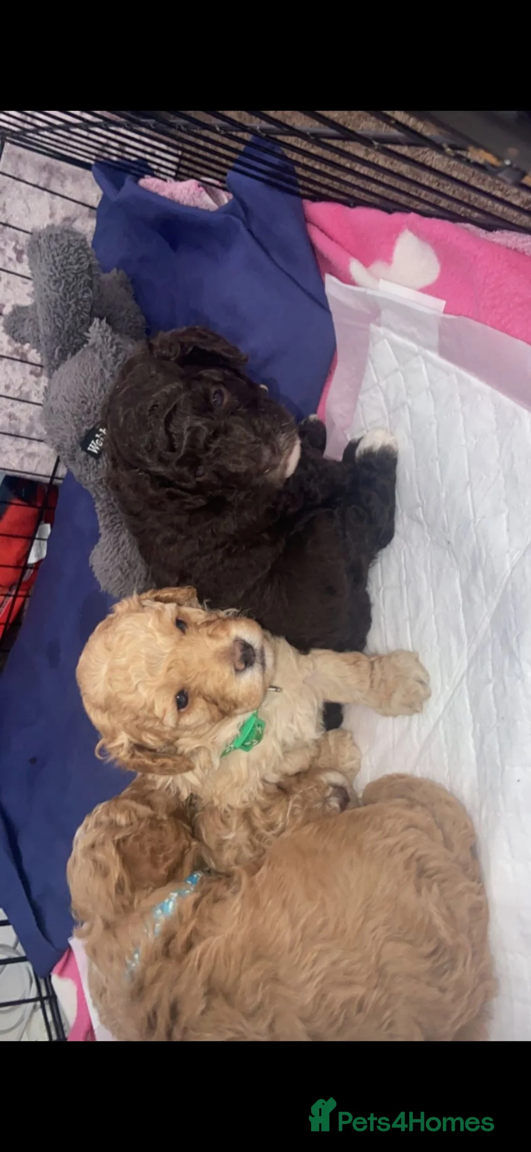 Toy Poodle dogs for stud: Proven, miniature poodle 🏆 - Advert 7