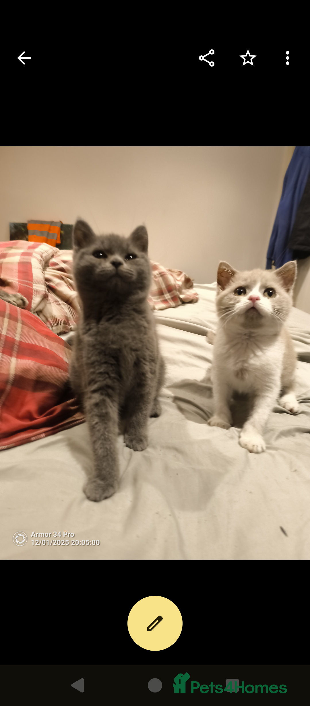 British Shorthair cats for sale: 3 beautiful little British short hair kittens   - Advert 8