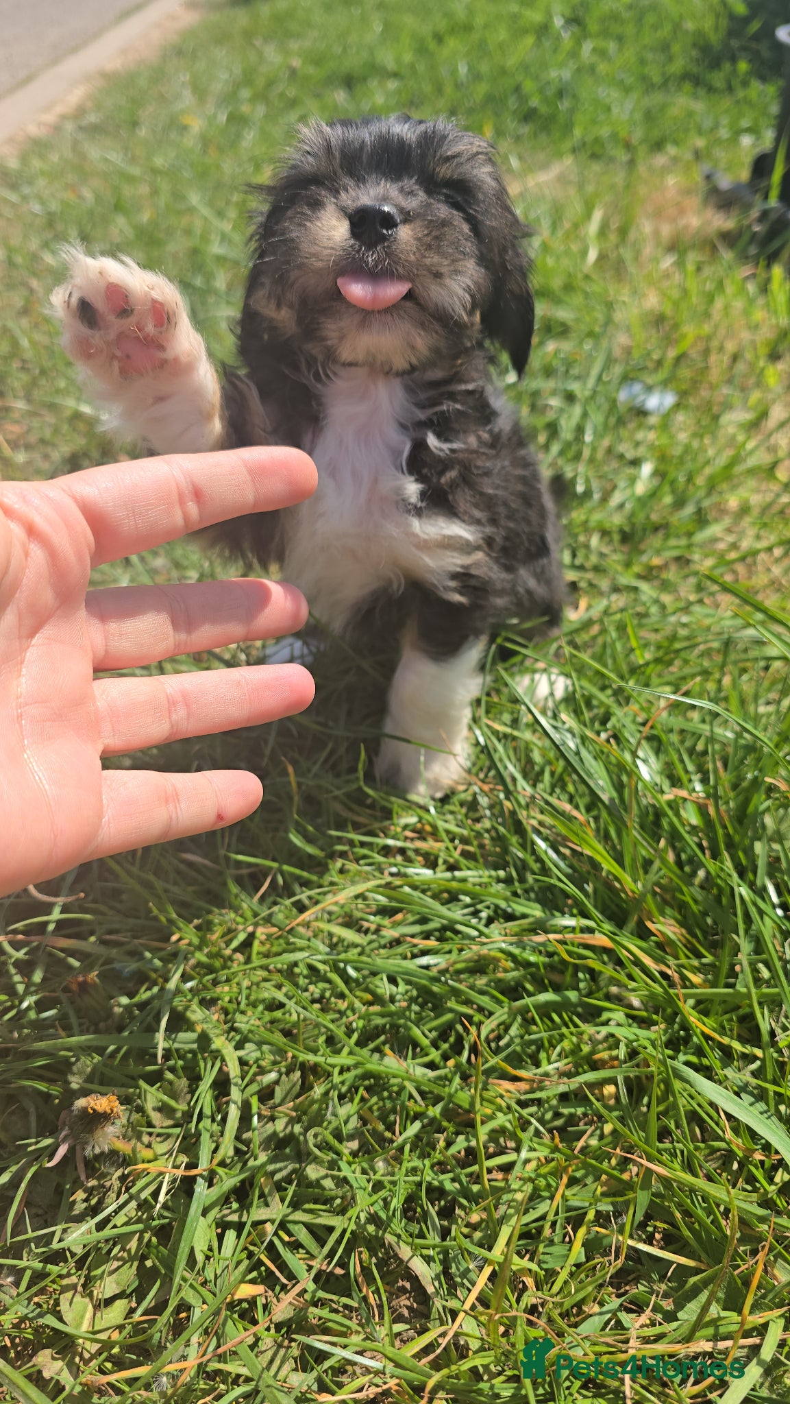 Yorkshire Terrier dogs Yorkie Cross Female Puppy. - Advert 1