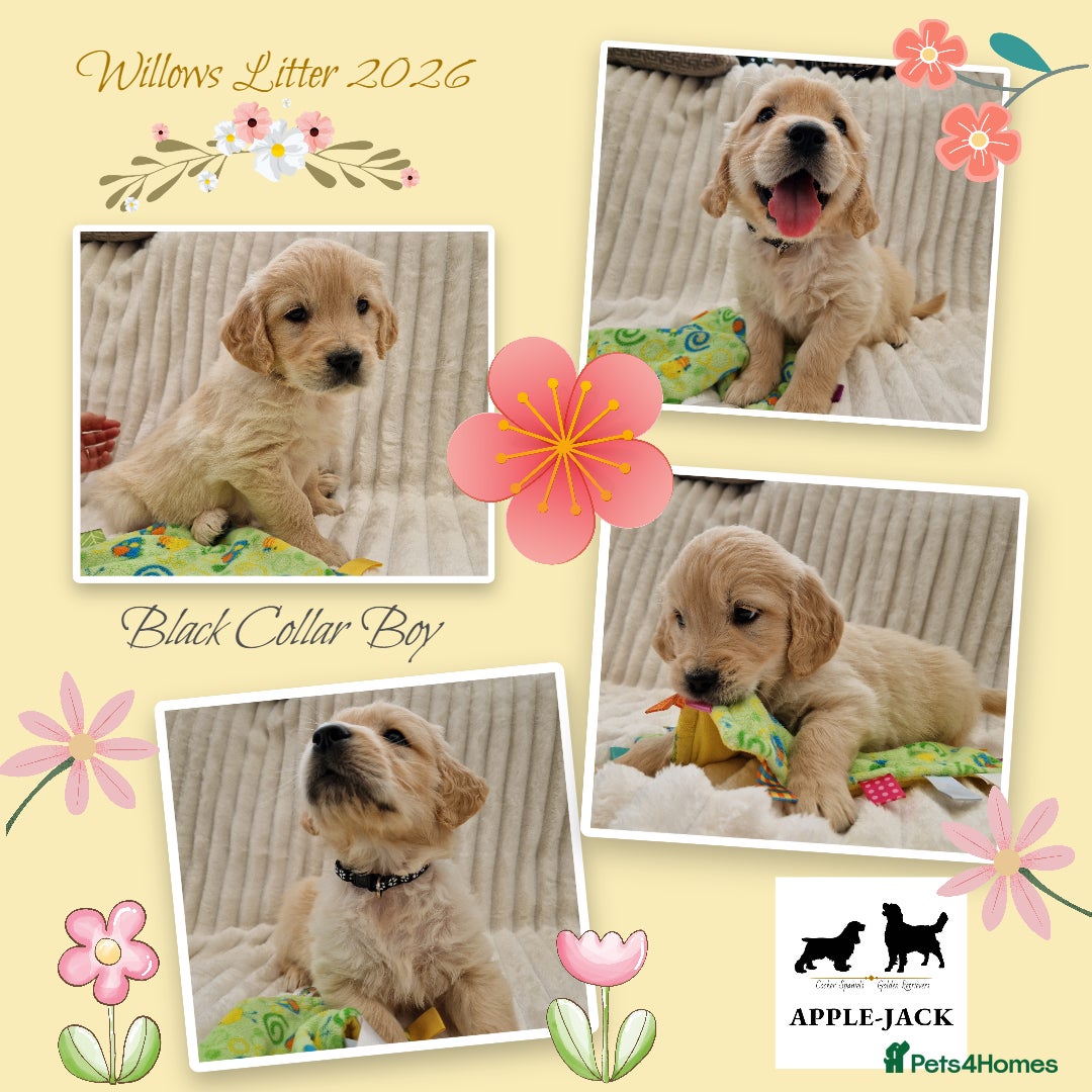 Golden Retriever dogs Pedigree show Golden retriever puppies - Advert 5