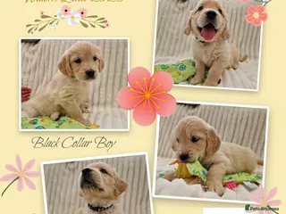 Golden Retriever dogs Pedigree show Golden retriever puppies - Advert 5